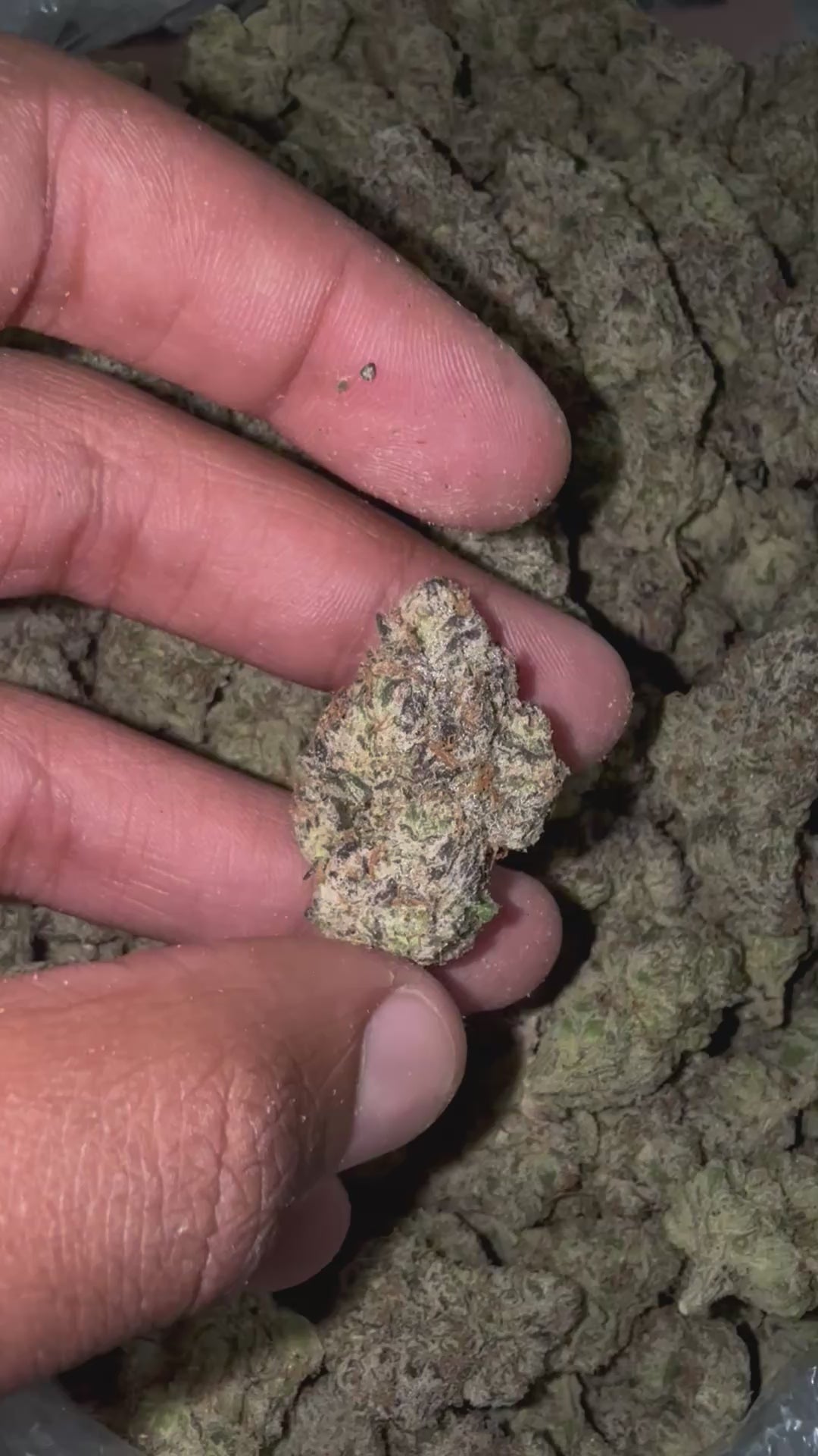 BlackBerry Nerdz