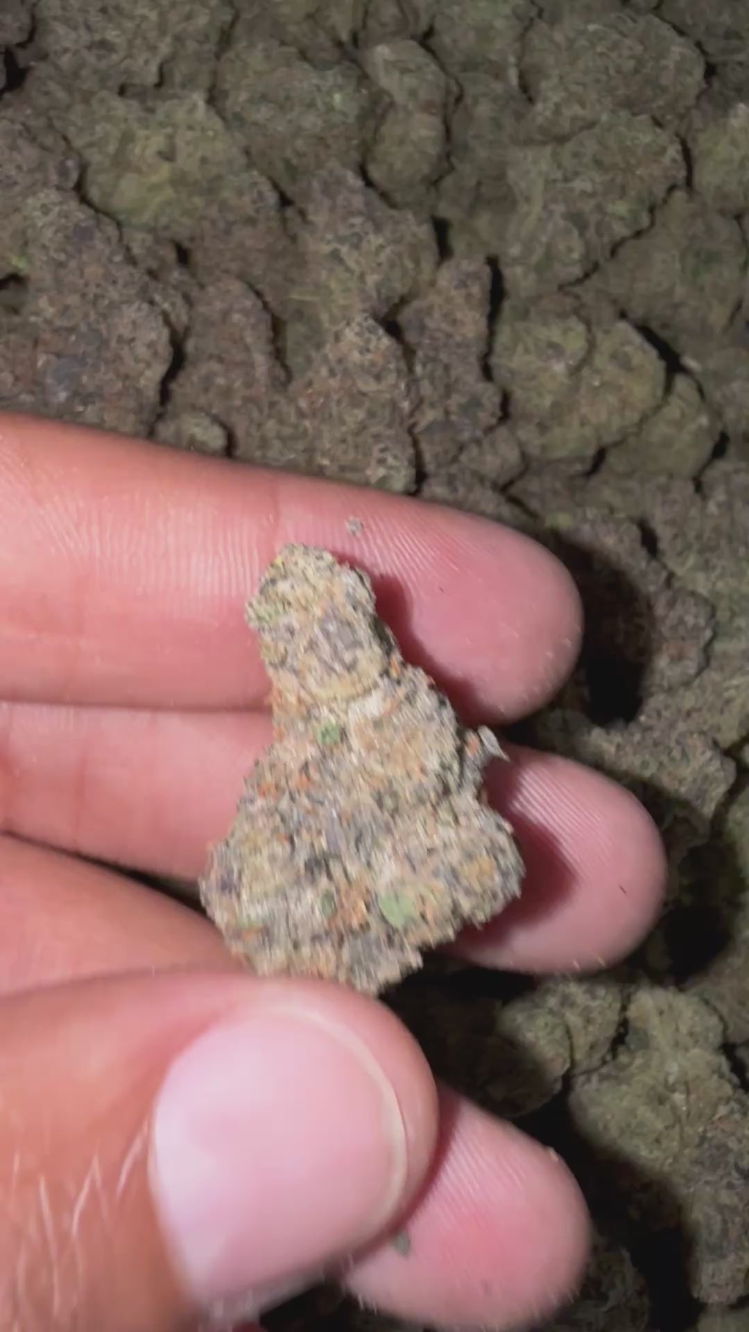 Candy Runtz