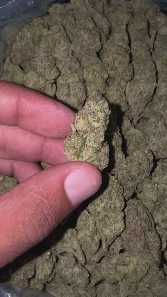 Gelato BX1