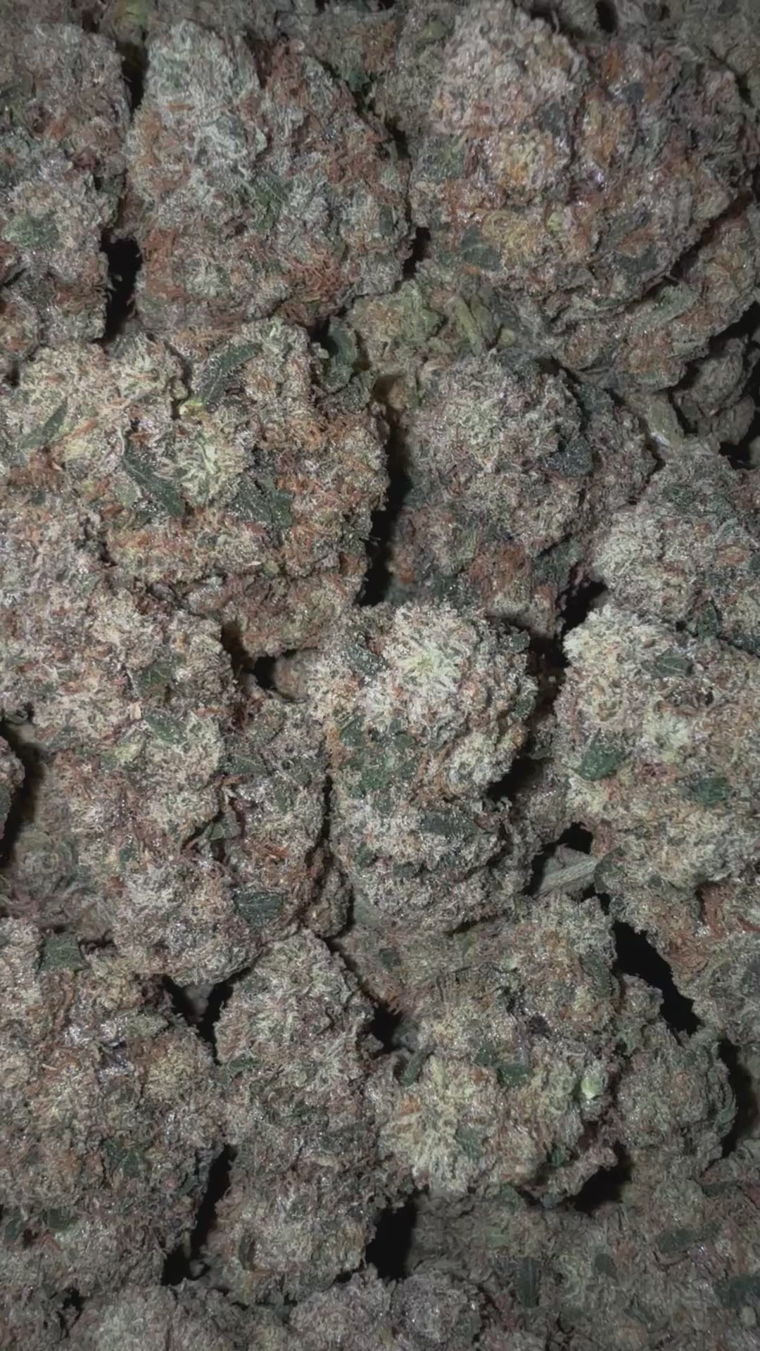 Ghostrider OG