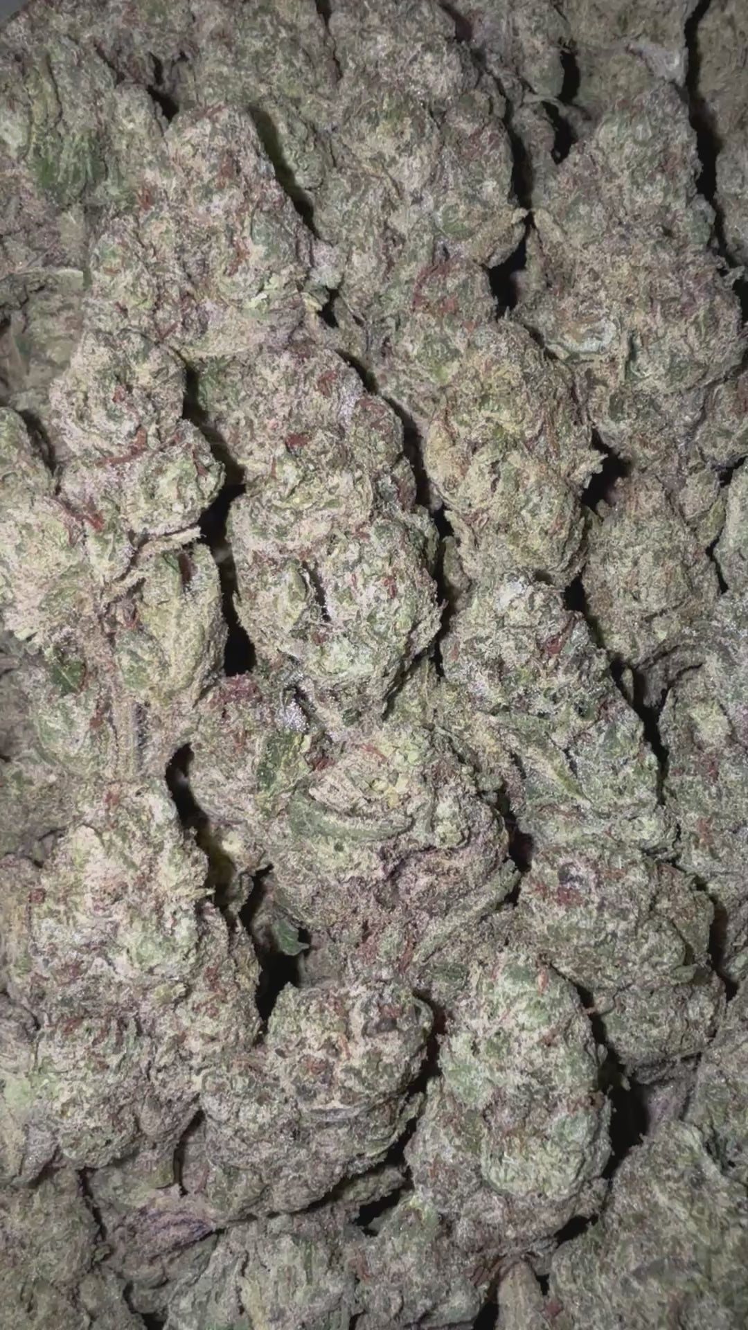 Gelato BX1