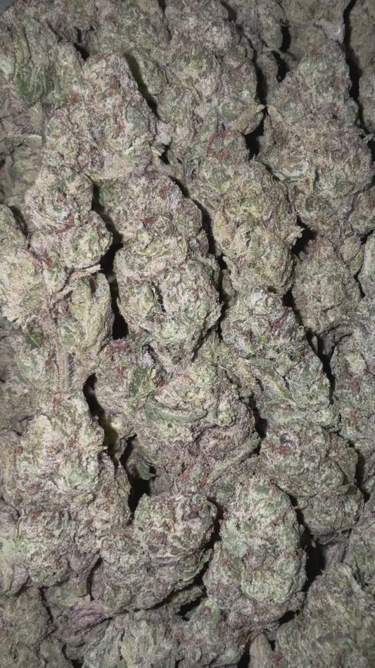 Gelato BX1