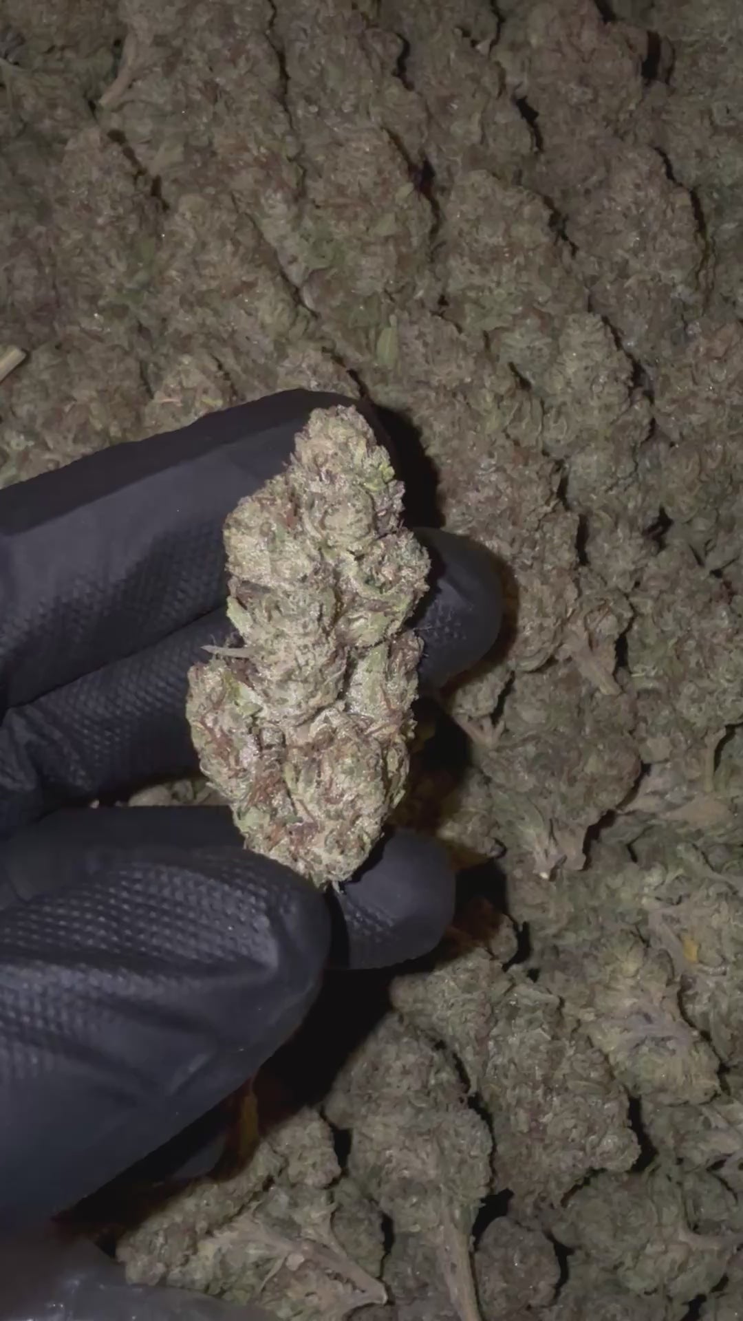 Lemon Cherry Gelato