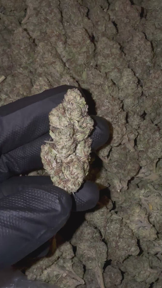 Lemon Cherry Gelato