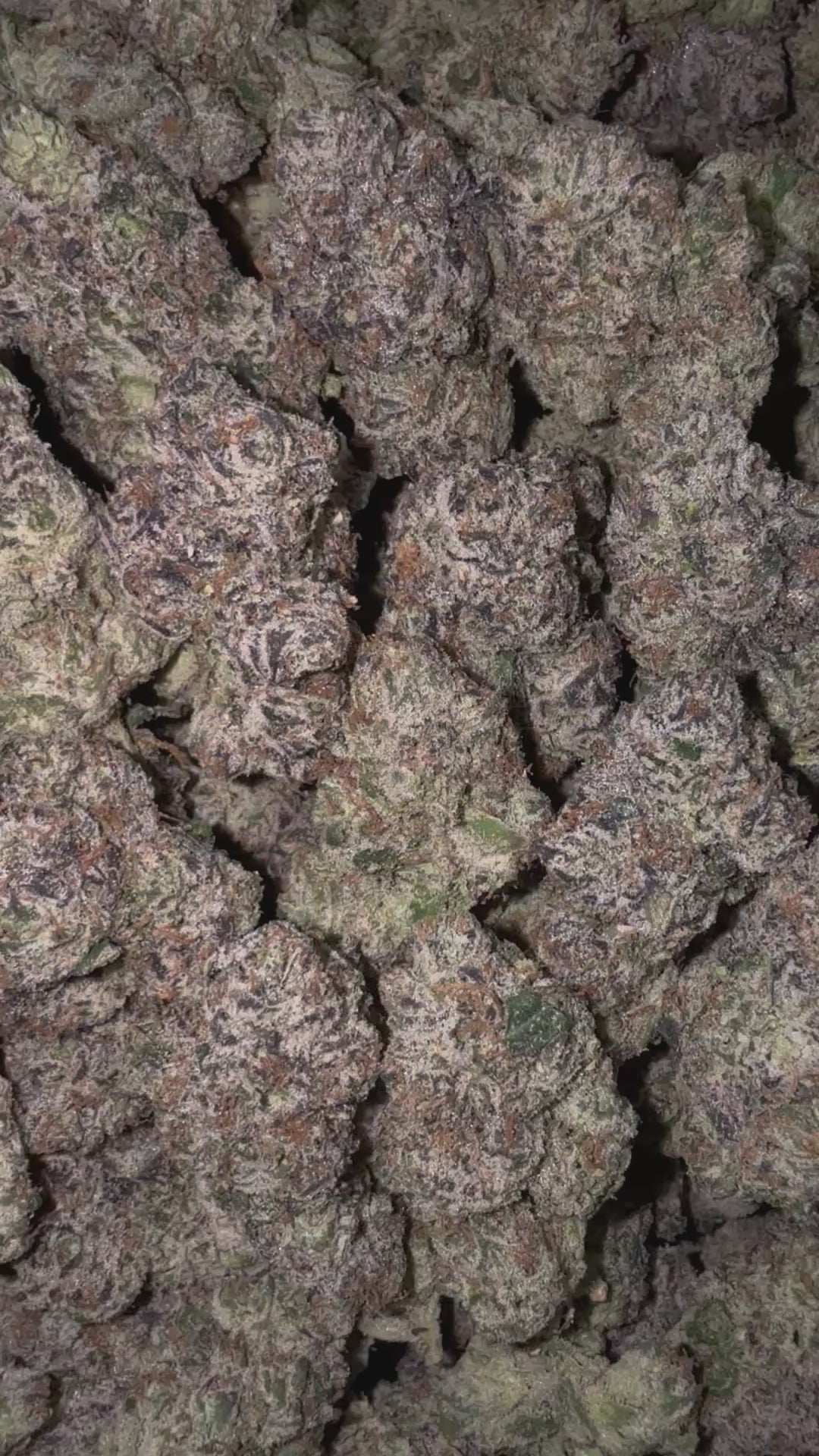BlackBerry Nerdz