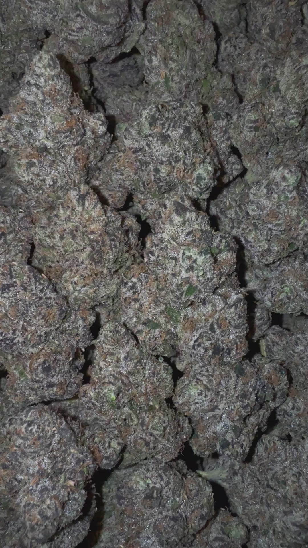 Blue Nerdz