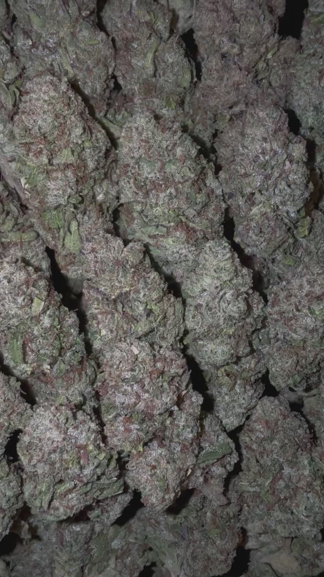 Lemon Cherry Gelato